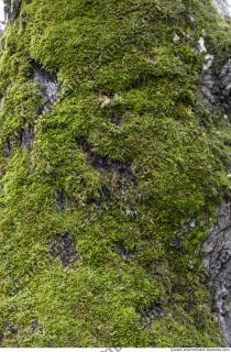 Photo Textures of Moss